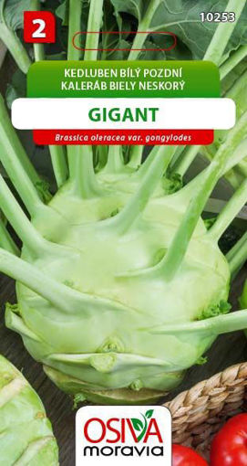 Obrázek z Kedluben bílý pozdní Gigant Seva Seed 0,8 g 