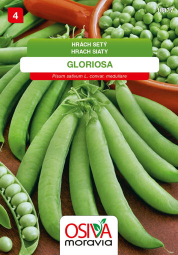 Obrázek z Hrách setý Gloriosa Seva Seed 30 g 