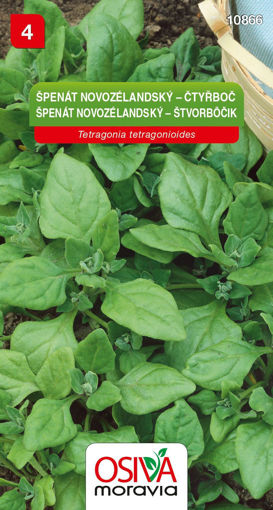 Obrázek z Špenát novozélandský čtyřboč  4 g 