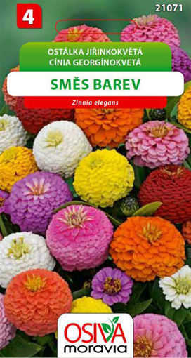 Obrázek z Ostálka jiřinkokvětá směs barev Osiva moravia 1 g 